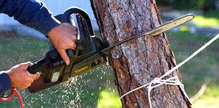 Reliable Ames Lake, WA Tree Removal Solutions