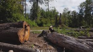 Best Tree Health Inspection  in Ames Lake, WA