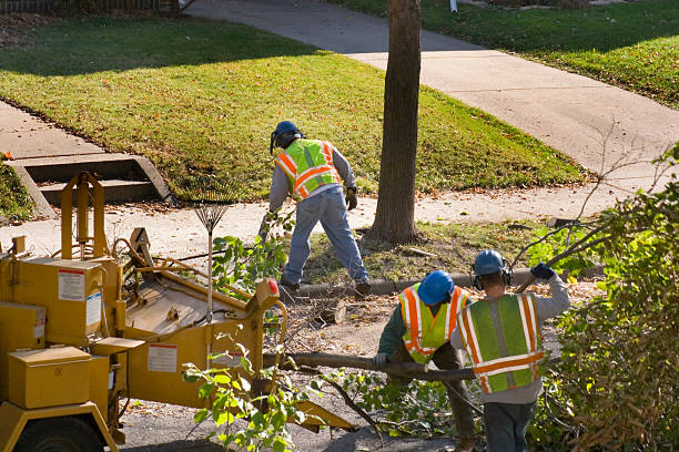 Best Lawn Disease Treatment  in Ames Lake, WA
