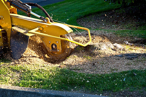 Best Lawn Drainage Solutions  in Ames Lake, WA
