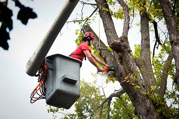 How Our Tree Care Process Works  in  Ames Lake, WA