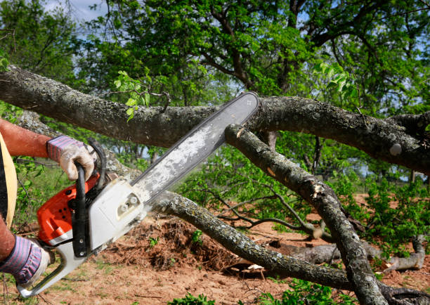 Best Fruit Tree Pruning  in Ames Lake, WA